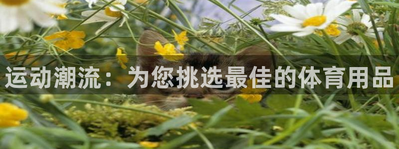 fb平台体育：运动潮流：为您挑选最佳的体育用品