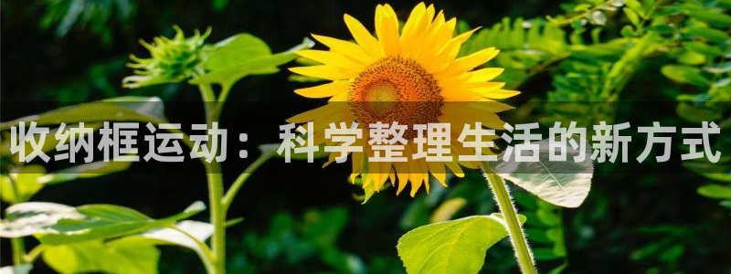 fb体育娱乐网站：收纳框运动：科学整理生活的新方式